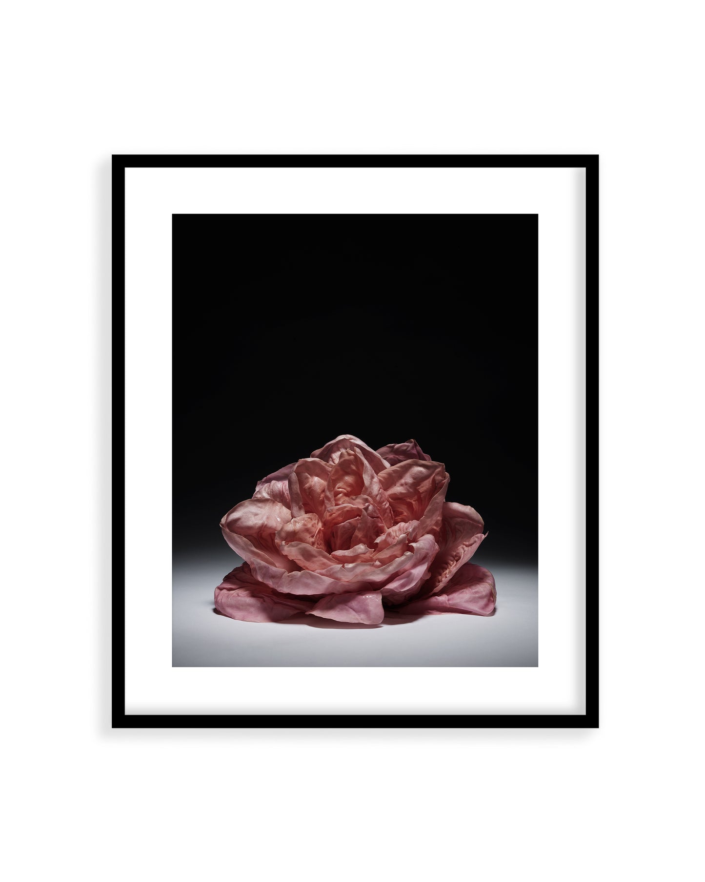 Pink Lettuce