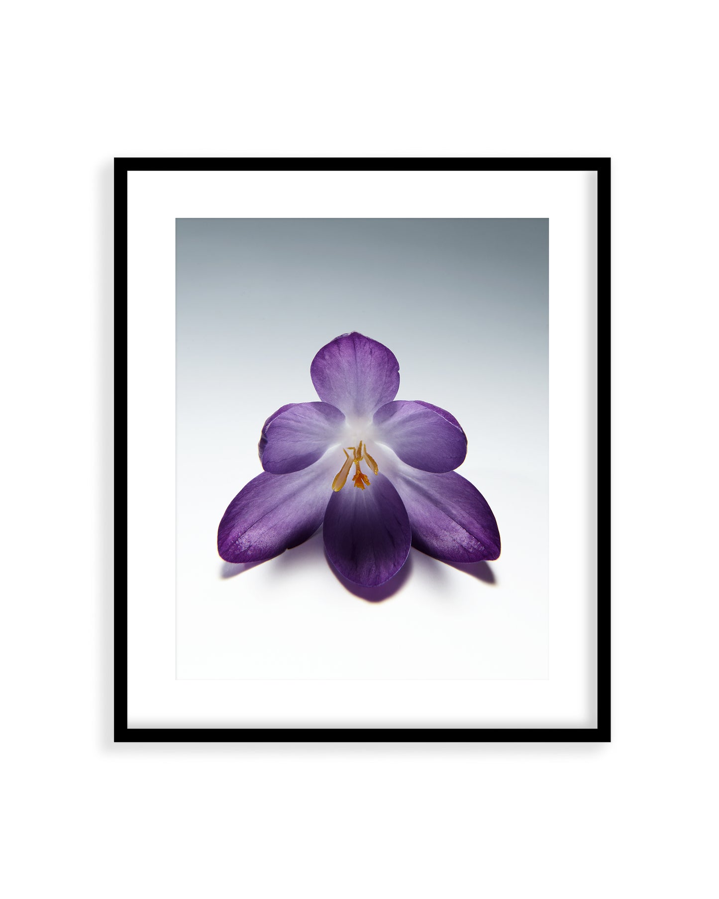 Flower 04