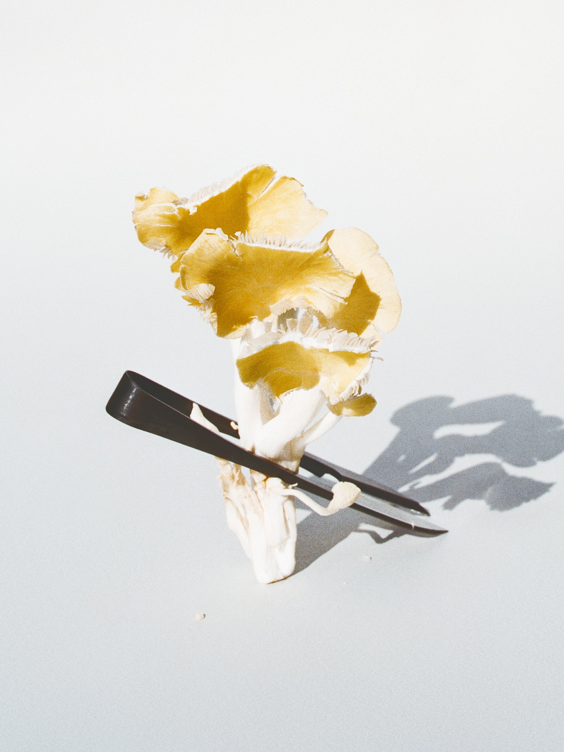 Oyster Mushroom Print by Damien Ropero