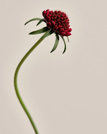 Hand-Carved Wood Vase by Ma Zhiping