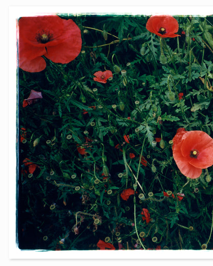 Pollies, Milano 2023