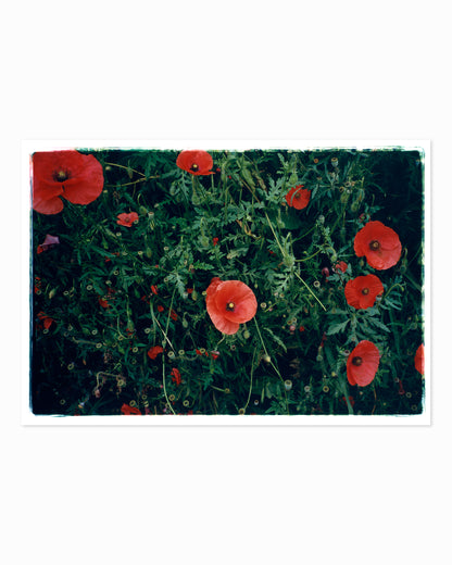 Pollies, Milano 2023